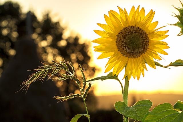 Sunflower: Co symbolizuje tento květ v anglickém jazyce?