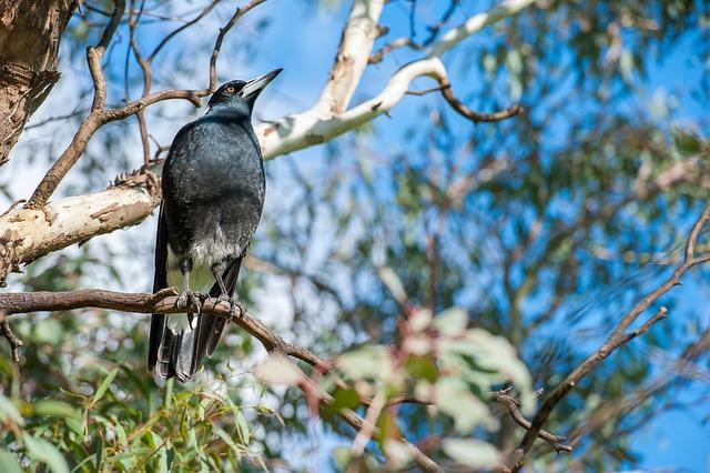 Magpie: Překlad a Symbolika Této Anglické Fráze!