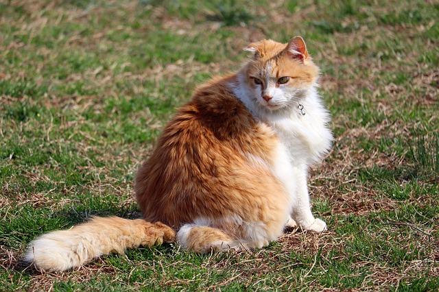 Meow: Co Znamená Toto Kočičí Slovo v Angličtině?