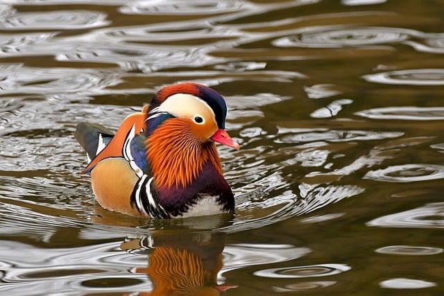 Duck: Jak Kachna Plave v Anglickém Slovníku?