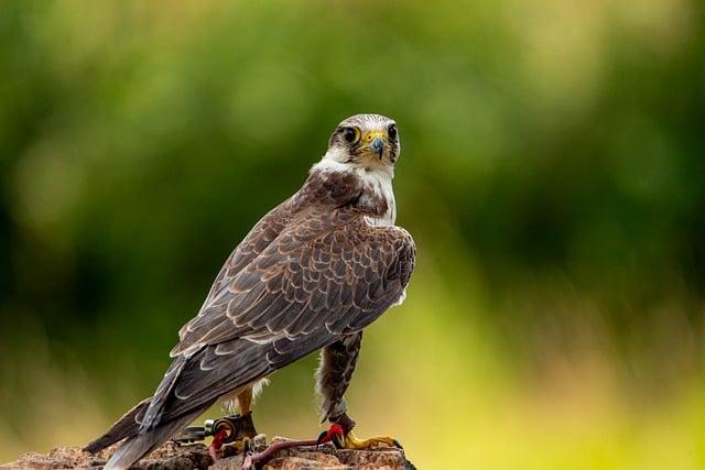 Sokol v Angličtině: Co Znamená ‚falcon‘?
