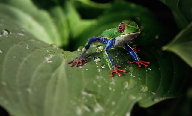 Frog: Překlad a Kontext Této Anglické Fráze