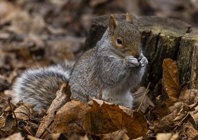 Rodent: Jaký je jeho přesný význam a překlad?