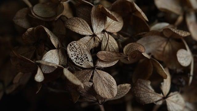 Funerals: Jak Správně Mluvit o Pohřbech v Angličtině?