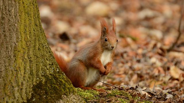 Ruda v Angličtině: Překlad a Význam Slova ‚ore‘