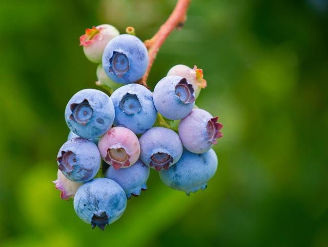 Fruits: Význam a Překlad Ovocných Termínů