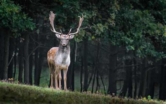 Deer: Zvíře i Kulinářský Termín – Významy Slova!