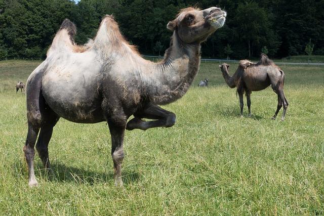 Trampling: Překlad a Význam v Anglicko-Českém Slovníku