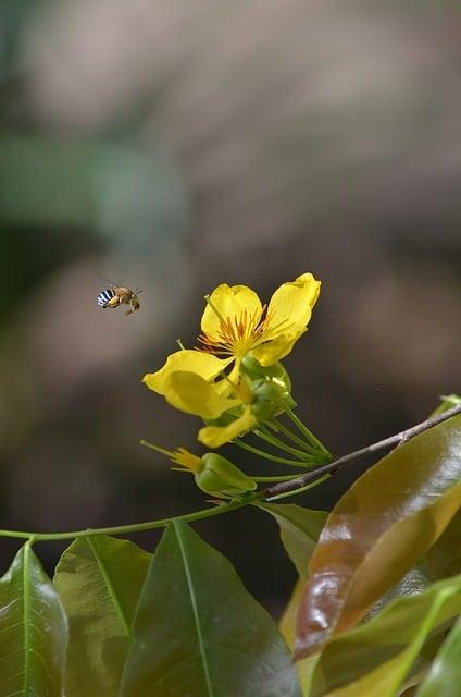 Pollen: Jaký Je Jeho Překlad a Co Znamená?