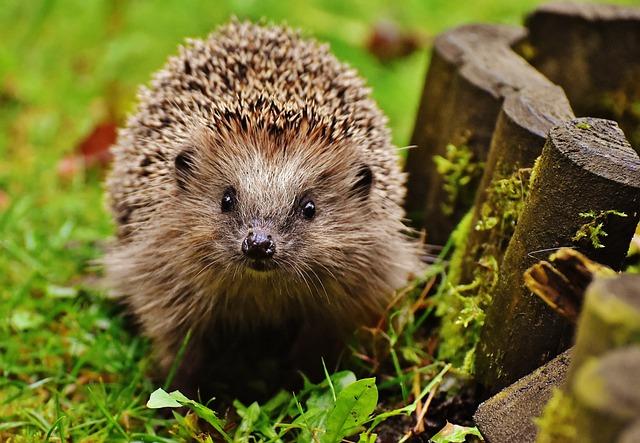 Hedgehog: Co to znamená a jak to říct česky?