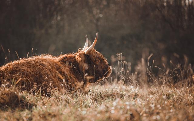 Inamorata: Jak Anglická Milenka Zní v Češtině?