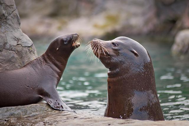 Sea Lion: Jak Přeložit a Poznat Toto Mořské Zvíře?