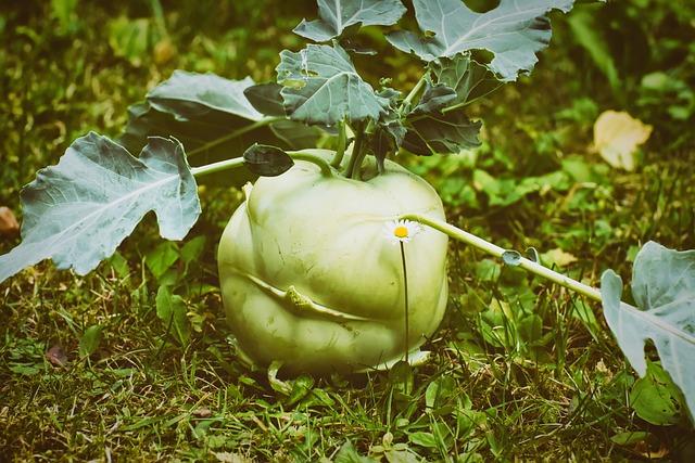 Kohlrabi: Prozkoumejte Tajemství Této Zeleniny!