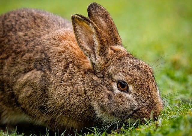 Bunny: Co Tento Termín Znamená? Anglicko-Český Překlad