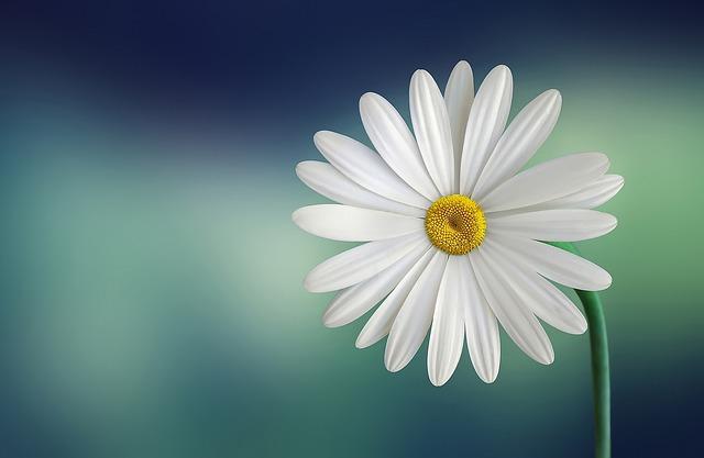 Daisy: Jaký Je Překlad a Symbolika Této Květiny?
