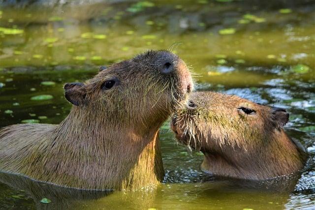 Capybara: Co To Znamená? Překlad a Kontext!