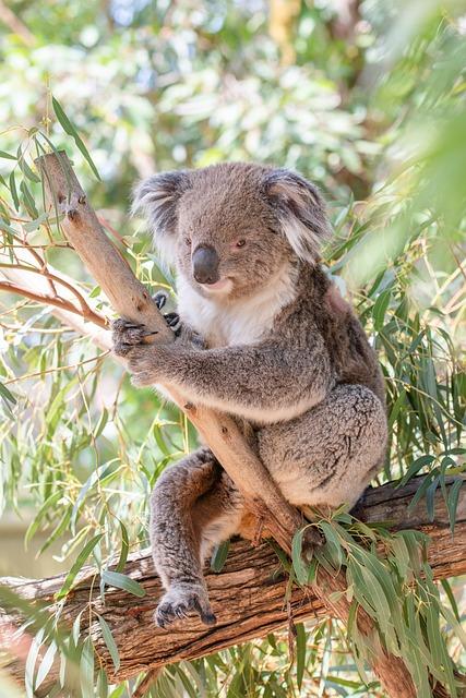 Aussie: Jak Australský Život Zní v Angličtině?