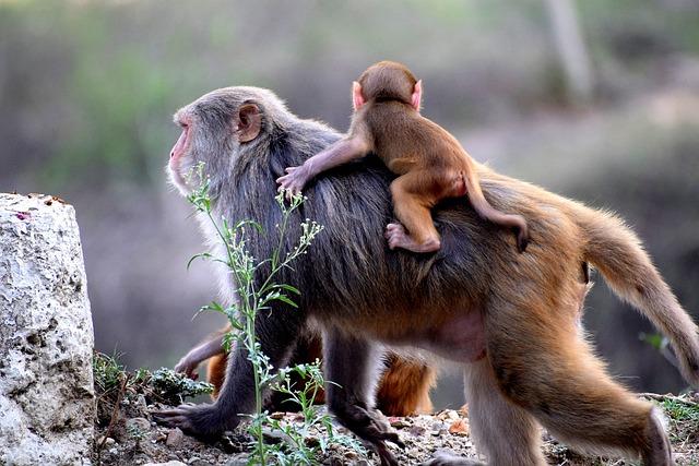 Baboon: Jaký Je Překlad a Zvyky Této Zvíře?