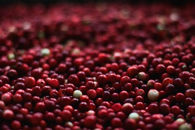Cranberry: Co Tento Termín Skutečně Znamená? Anglicko-Český Překlad
