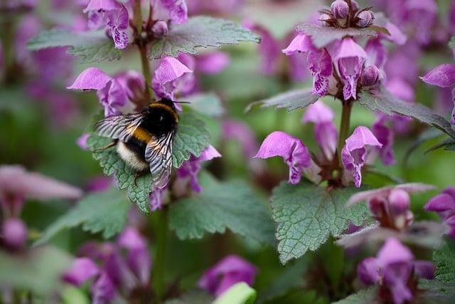Bumblebee: Jak Správně Přeložit Tento Termín?
