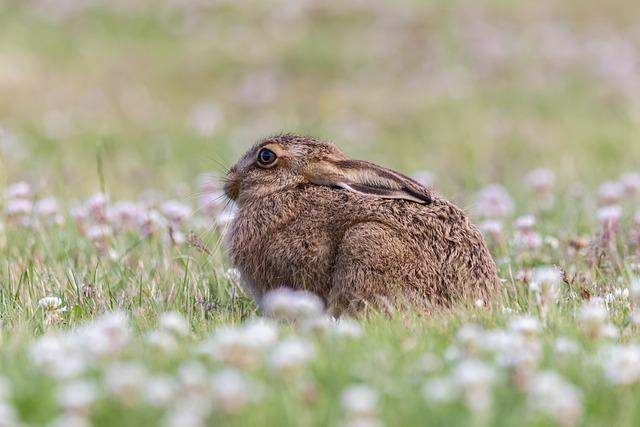 Hare: Překlad a Zajímavosti o Těchto Zvířatech
