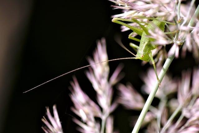 Bed Bug: Co Tento Nepříjemný Hmyz Říká o Hygieně?