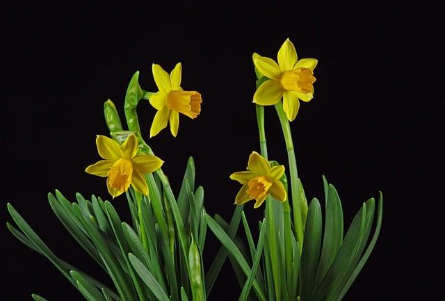 Daffodil: Překlad a Význam Této Jarní Květiny