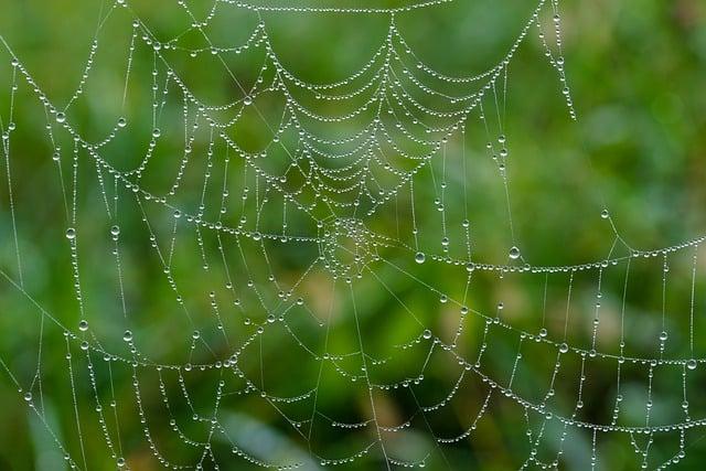 Spider Web: Co To Znamená? Překlad a Význam!