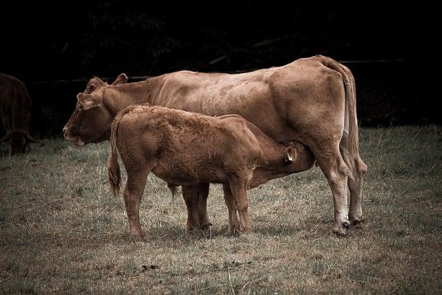 Calf: Překlad a Význam Této Zvířecí Slova