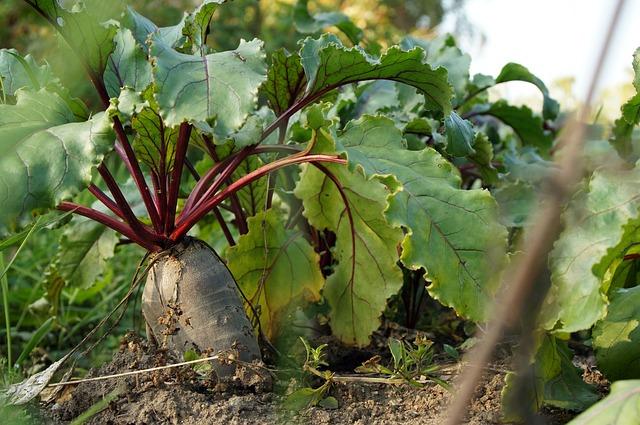 Beets: Jaký je jeho význam a překlad?