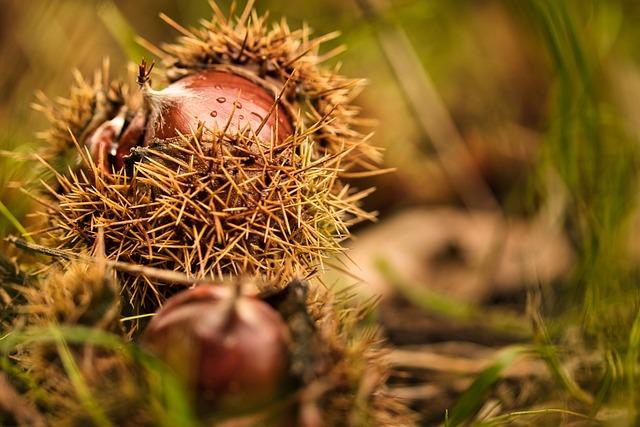 Chestnut: Co Tento Lesní Produkt Říká o Přírodě?
