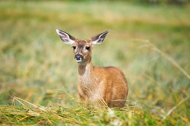 Co Znamená ‚fawn‘? Překlad a Význam v Anglicko-Českém Slovníku