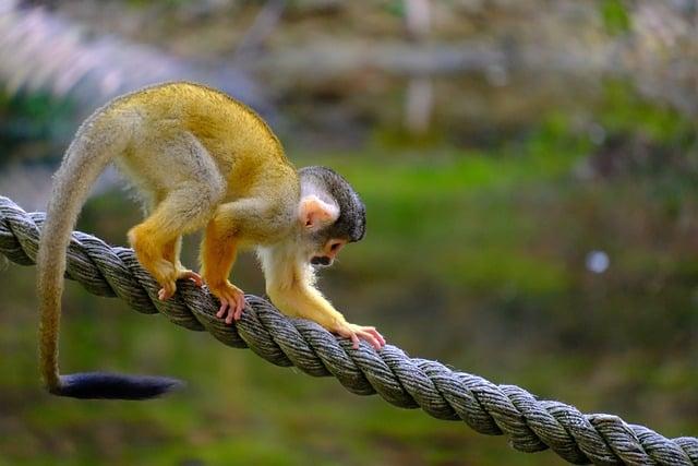 Rope: Od Horolezectví po Lodní Vybavení, Co Všechno Může Znamenat?