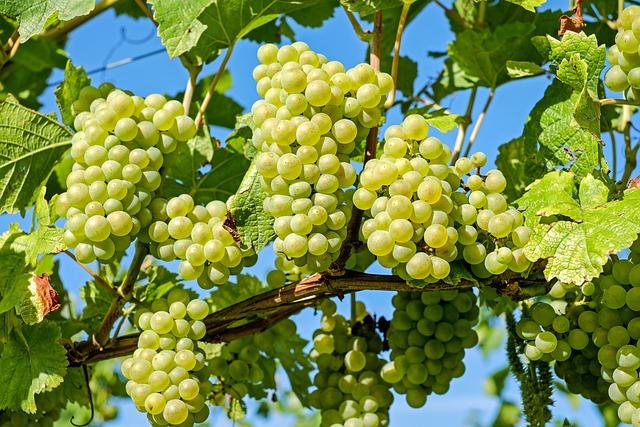 Vineyards: Co to znamená a jak se používá?