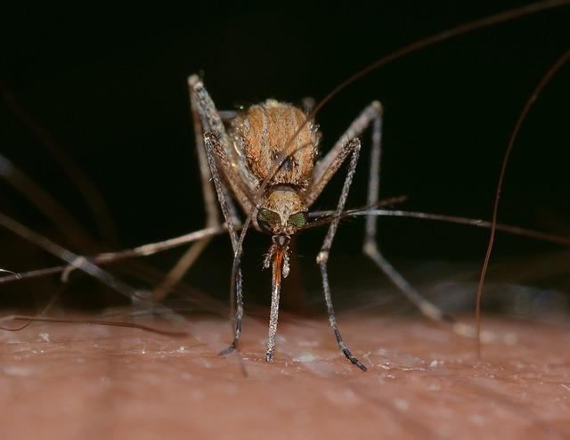 Mosquito: Jak Správně Přeložit a Vyslovit?