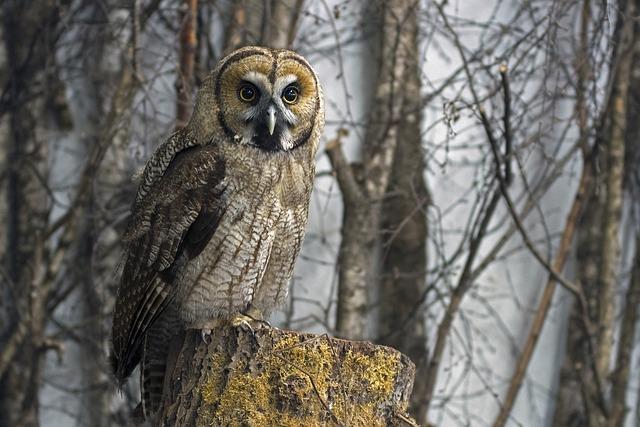 Co Znamená ‚mongrel‘? Překlad a Význam v Anglicko-Českém Slovníku