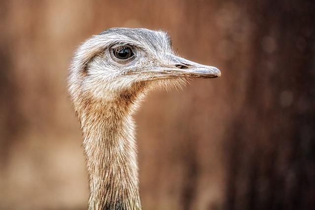 Ostrich: Překlad a Význam v Anglicko-Českém Kontextu!