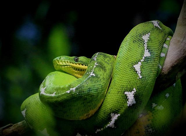 Python: Co Tento Anglický Výraz Skutečně Znamená?