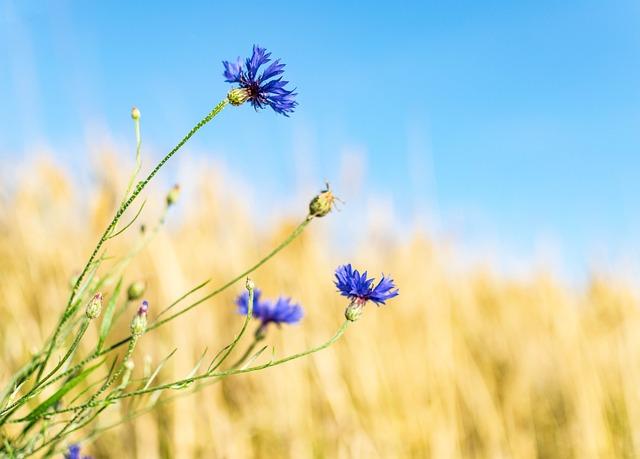 Cornflower: Co To Znamená a Jak Ho Přeložit?