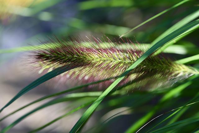 Bristles: Od Kartáčů po Ježky, Co Všechno Může Znamenat?