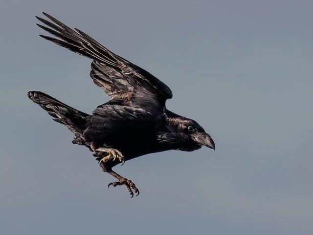 Crows: Co To Znamená a Jak Ho Používat v Angličtině?