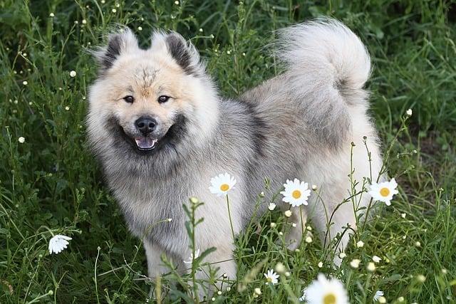 Breeds: Jaký Je Význam Této Biologické Slova?