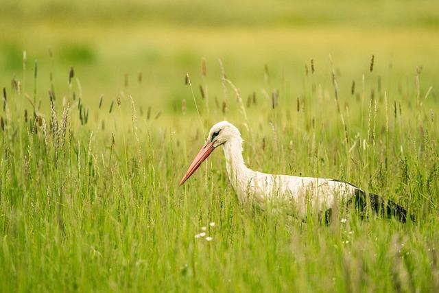 Stork: Co To Znamená a Jak Ho Používat v Angličtině?