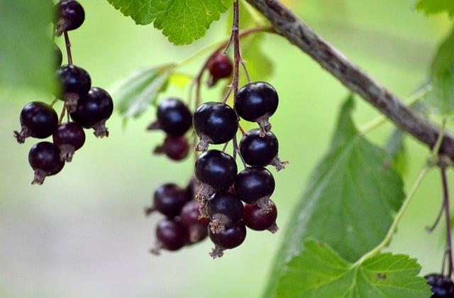 Currant: Jaký Je Rozdíl Mezi ‚Currant‘ a ‚Raisin‘?