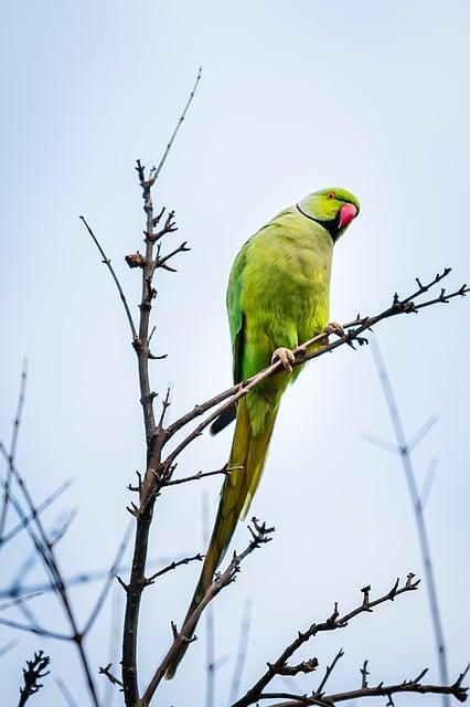 Parrot: Překlad a Význam v Anglicko-Českém Kontextu