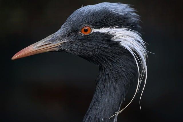 Crane: Překlad a Význam v Anglicko-Českém Slovníku