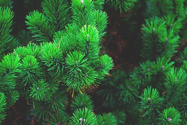 Pine: Překlad a Symbolika Této Rostliny