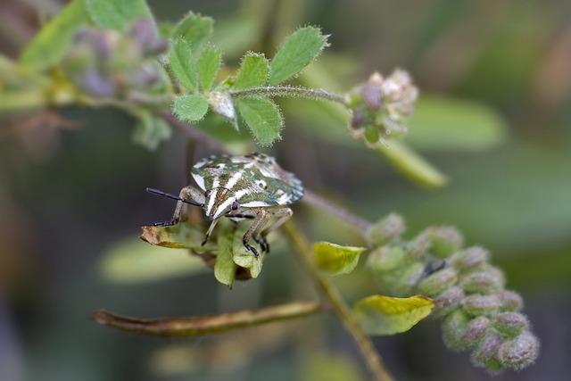 Bedbug: Co byste Měli Vědět o Těchto Nepříjemných Hmyzech?
