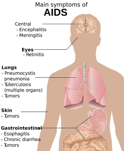 Jak funguje esophagus?