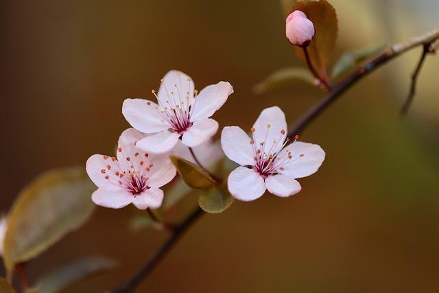 Blossom: Překlad a Symbolika Květu